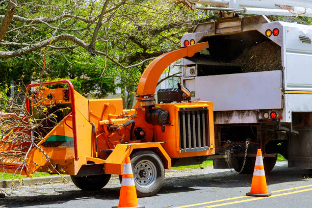 Best Emergency Tree Removal  in Ponce Inlet, FL