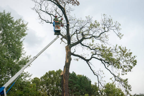 How Our Tree Care Process Works  in Ponce Inlet, FL