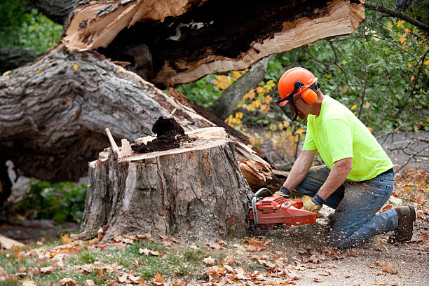 Trusted Ponce Inlet, FL Tree Services Experts